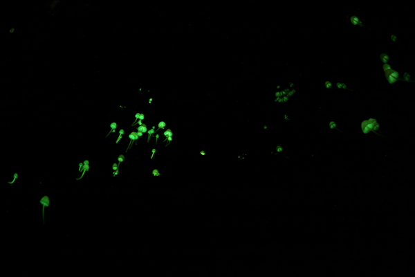 150613_204235_6D_IMG_1554.jpg