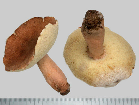 Gyroporus_longicystidiatus1060.jpg