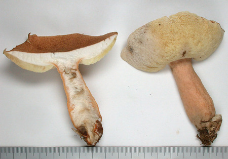 Gyroporus_longicystidiatus1062.jpg