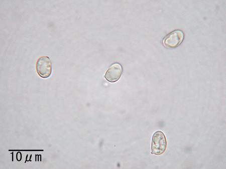 Gyroporus_longicystidiatus7779.jpg