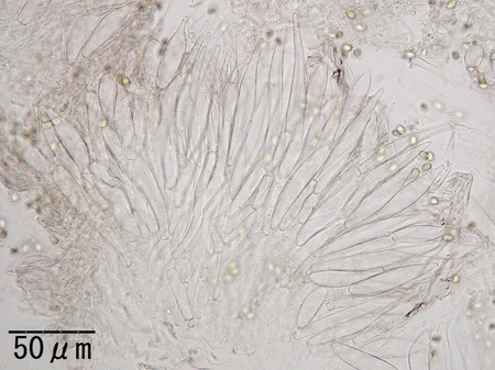 Gyroporus_longicystidiatus7783.jpg