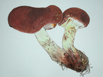 IDSCN0980_2.jpg