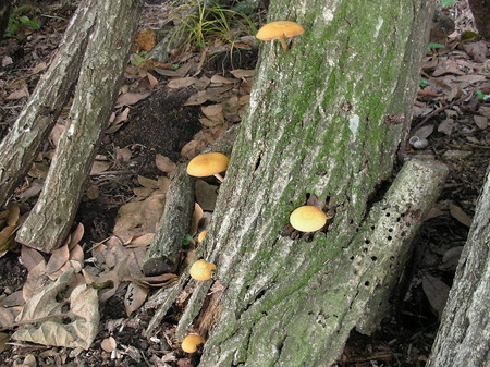 SDSCN0241.jpg
