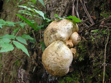 SDSCN0703.jpg