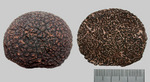 T_melanosporum070204_2.jpg