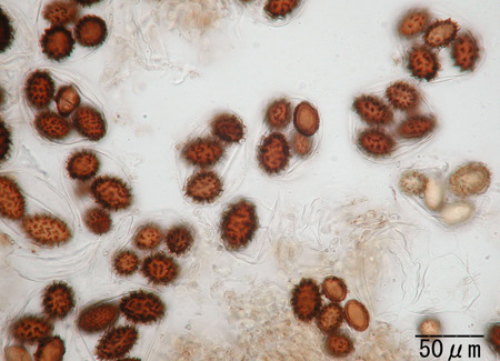 Tuber_sp_8073.jpg
