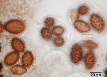 Tuber_sp_8078.jpg